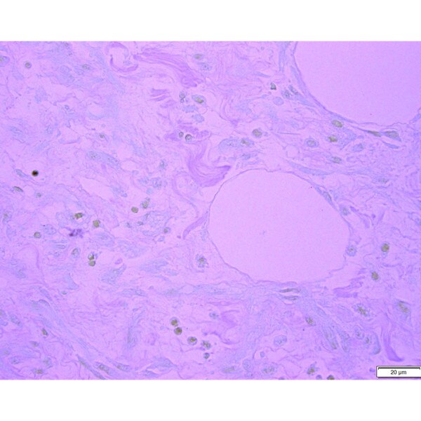 Tissue Control Slide